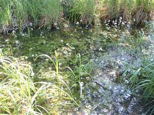 eutrofizovaný kanál